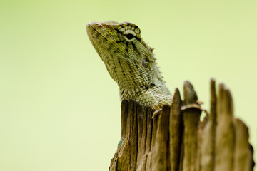 lizzard on the tree
