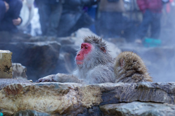 Snow Monkey at Jigokudani Onsen in Nagano, Japan　