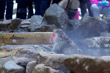 Snow Monkey at Jigokudani Onsen in Nagano, Japan　