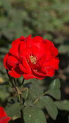 Obraz premium Seasonal Flower