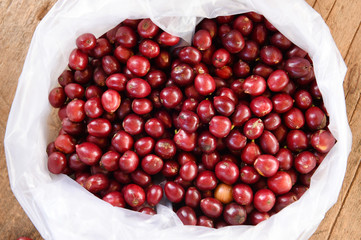 fresh coffee beans before roast.