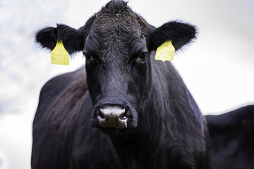 Black Angus cow