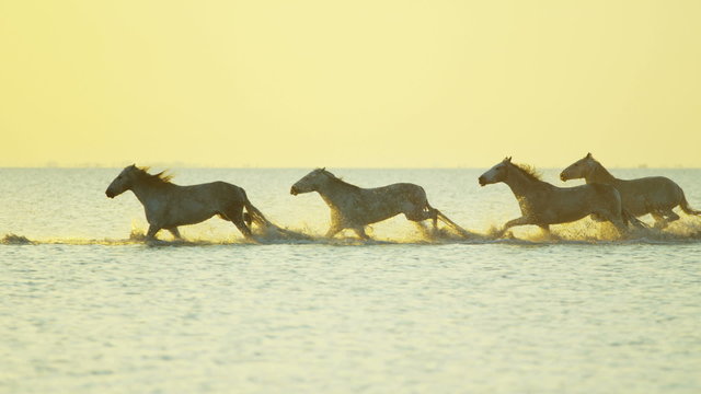 Camargue animal horses France running sunrise wildlife 