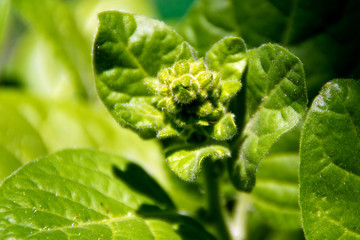 close up of tobacco plant bud