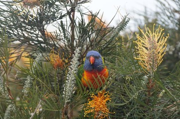 Wild multicolored rainbow lorikeet (parakeet) birds