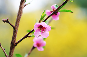 close up on blooming peach flower in spring