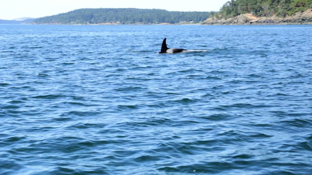 Coastal Pacific Waters Orca Killer Whale Endangered Species Pod Group Hunting