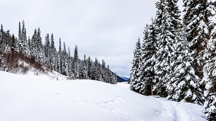 Snow covered Fields and Pine Trees at Sun Peaks Ski Resort