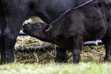 Close up black calf nursing © jackienix