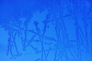 blue ice flower on window in winter