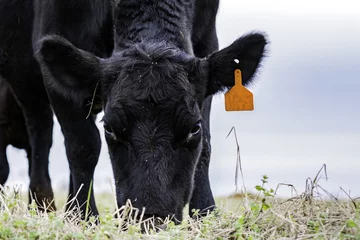 Abwaschbare Fototapete Kuh Close up of Black Angus cow grazing