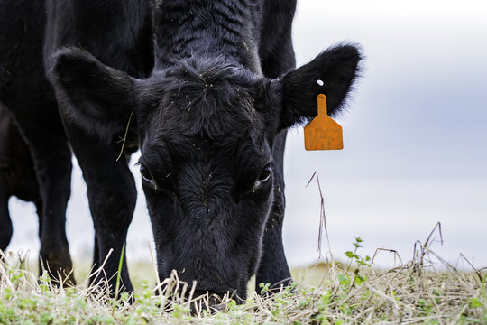 Close up of Black Angus cow grazing - Powered by Adobe