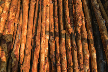 Pile wood