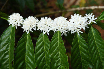 Coffee tree blossom with white color flower close up view
