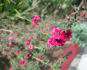 Obraz premium The pink flowers close up and their leaf in background