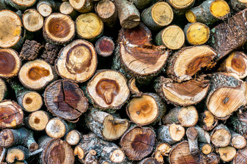 Pile of firewood with sawed crosscuts