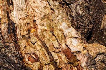 Poplar bark background.