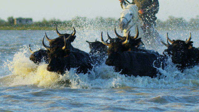 France cowboy Camargue bull animal running black horse water 
