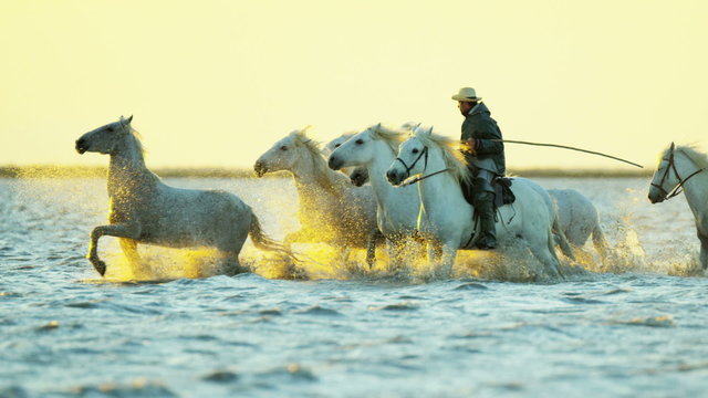 France Camargue animal horse wildlife running sunrise cowboy 