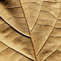 dry brown leaf texture