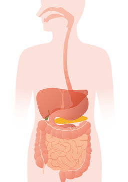human digestive organs, vector illustration