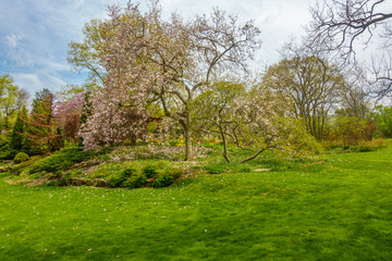 Fototapeta na wymiar Cherry Blossom Trees