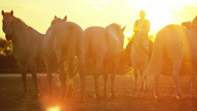 Cowboy sunset France Camargue animal horse freedom running