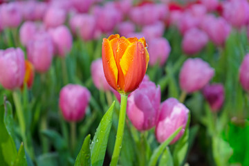 Tulip with blur background