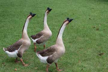 goose farm in Thailand