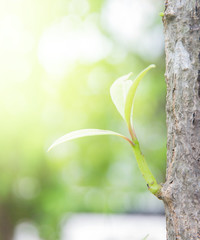 Little branch growing from big tree
