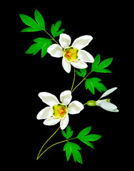 Fototapeta na wymiar snowdrop flower isolated on black background
