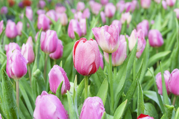 Pink tulip flowers