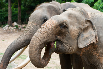 Fototapeta na wymiar Two elephants in thailand