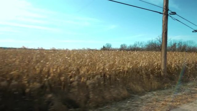 Driving plate: passing a field of corn (maize) on the right hand side (driver side) of vehicle.  11mm lens, wide with lens flare.  Stabilized clip, originally recorded in 4K, UHD.