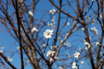 Pink blossom sukura flowers on a spring day in Japan., Beautiful