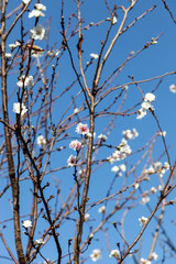 Pink blossom sukura flowers on a spring day in Japan., Beautiful