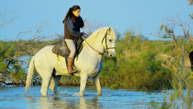Cowboy female Camargue bull animal wild horse rider water 