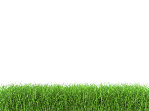 3d rendered green grass on white background