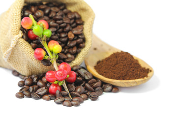 Red coffee beans  berries, roasted coffee in burlap sack and coffee powder in wooden spoon. Selective focus.