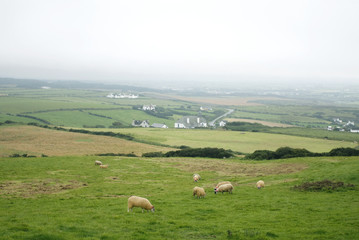 アイルランドの羊