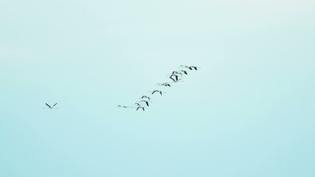 Flamingo bird animal flying flock water France Camargue free