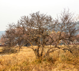 autumn trees without leaves