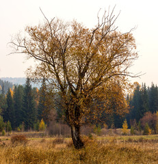 autumn trees without leaves