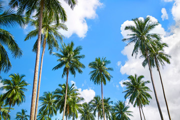 Obraz premium Nature And Tropical Trees. Branches Of Coconut Palms Under Blue Sky, Beautiful Background.