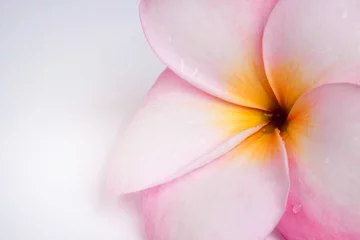 Crédence de cuisine en verre imprimé Frangipanier Plumeria flower on white background