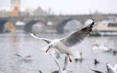 Seagull in Flight near Charles Bridge in Kampa in Prague