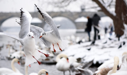 Seagulls in Flight near Charles Bridge in Kampa in Prague
