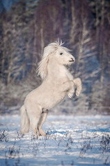 Obraz na płótnie Canvas White shetland pony rearing up in winter