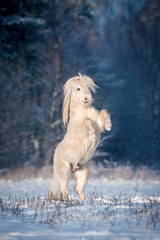 Naklejka na ściany i meble White shetland pony rearing up in winter