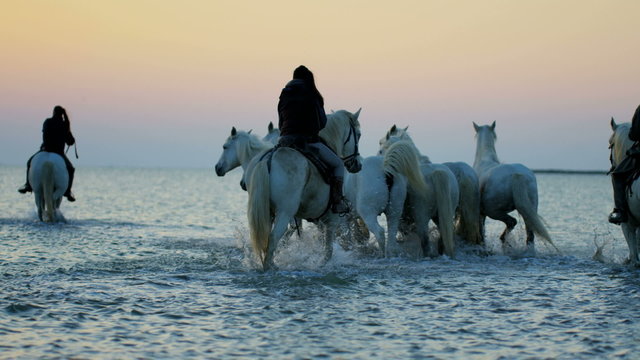Camargue animal cowboy horse France sunrise travel